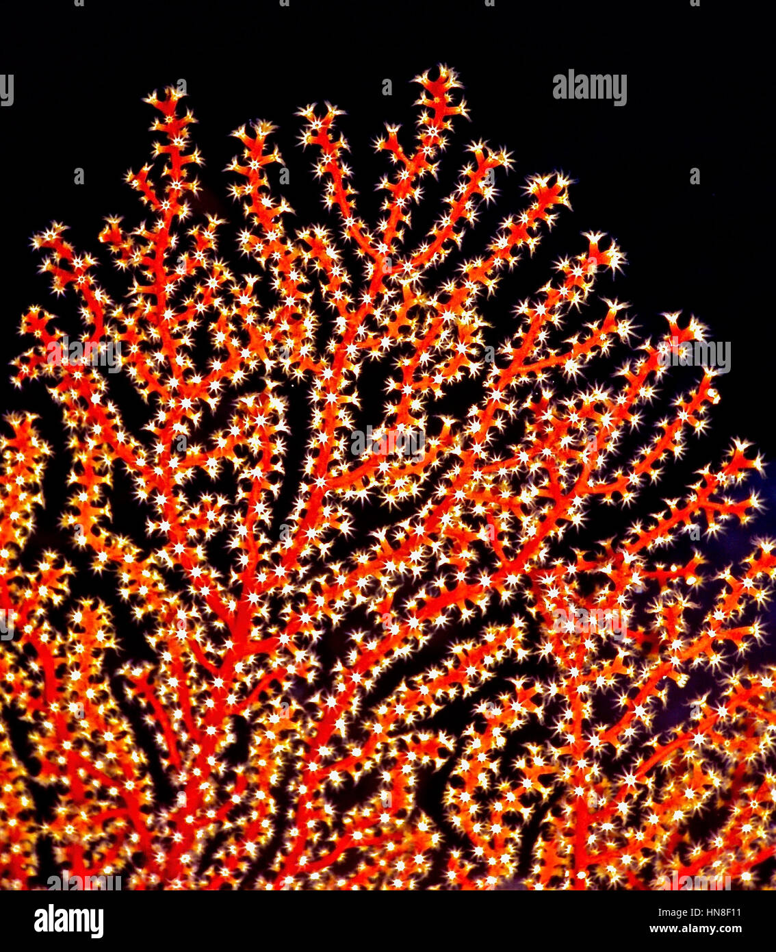 A gorgonian coral (Acabaria splendens) with all its eight tentacle polyps extended and feeding in the current. Photographed in the Egyptian Red Sea. Stock Photo