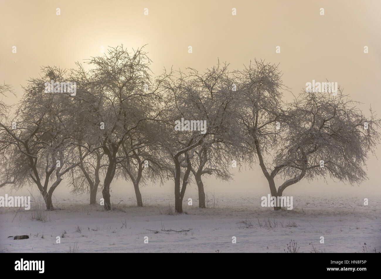 Trees covered with frost in cold winter sunrise Stock Photo - Alamy