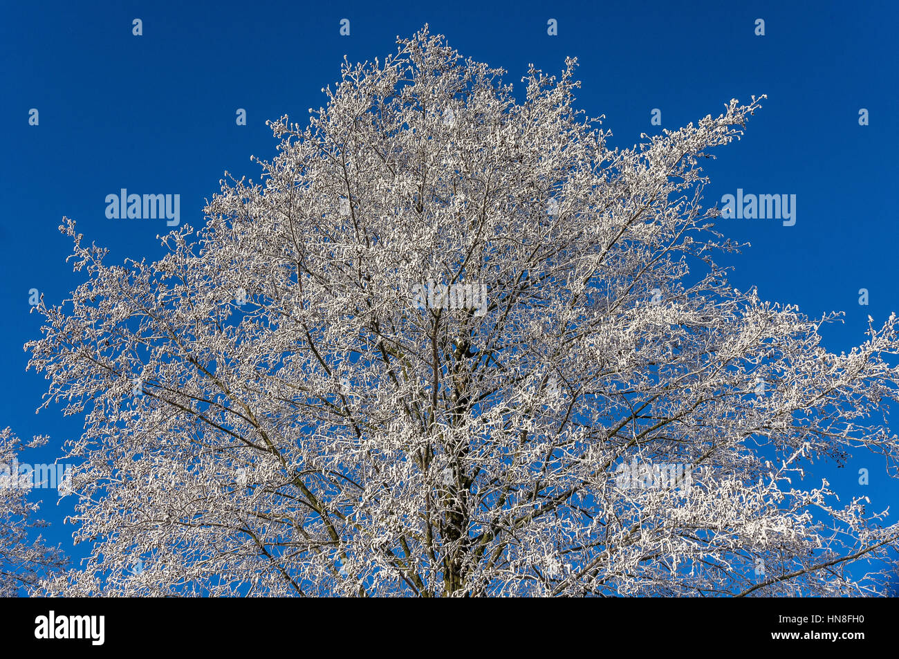 Trees covered with frost against sunny cold blue sky Stock Photo - Alamy