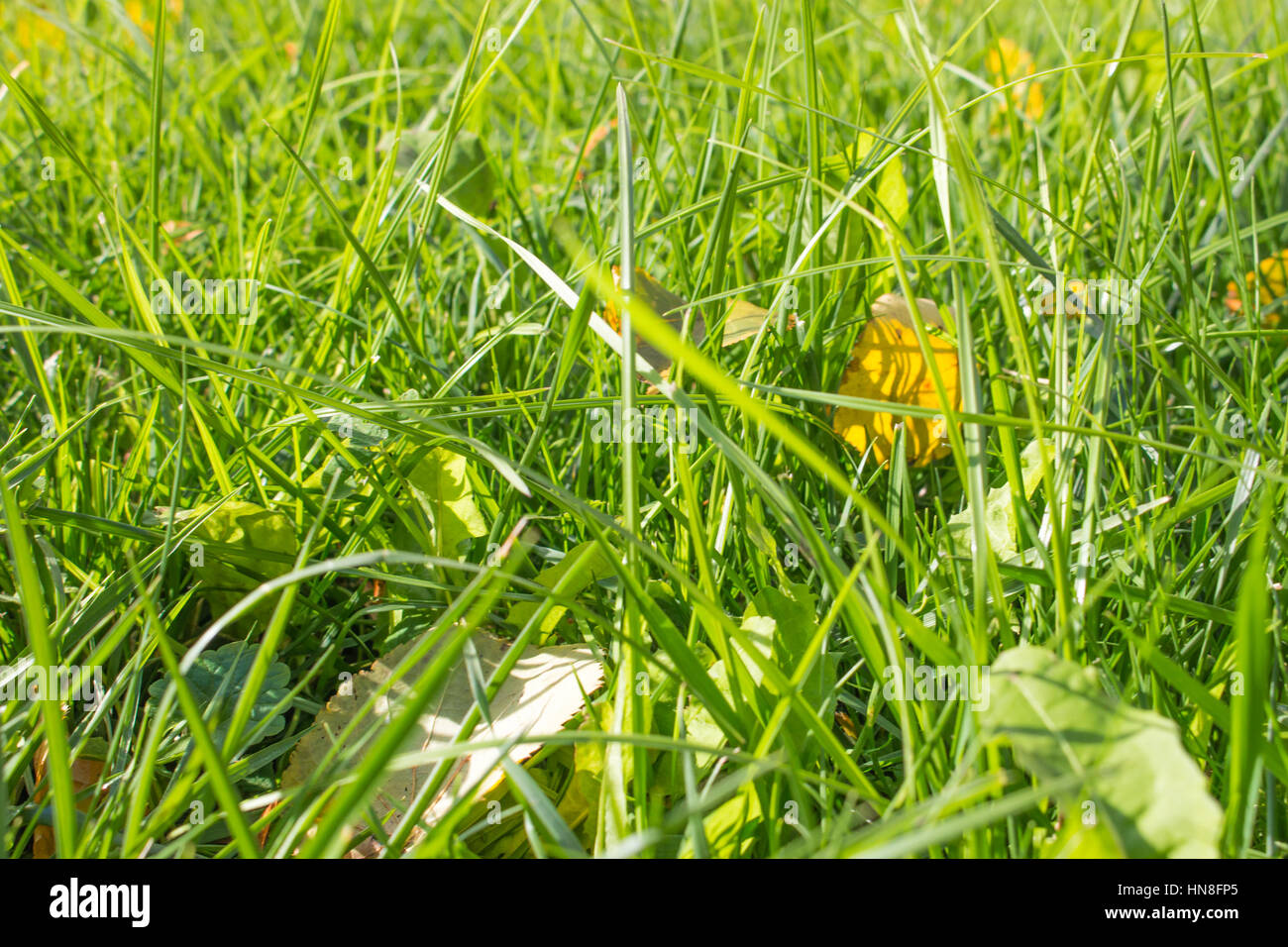 green grass leaf fallen sun background yellow Stock Photo - Alamy