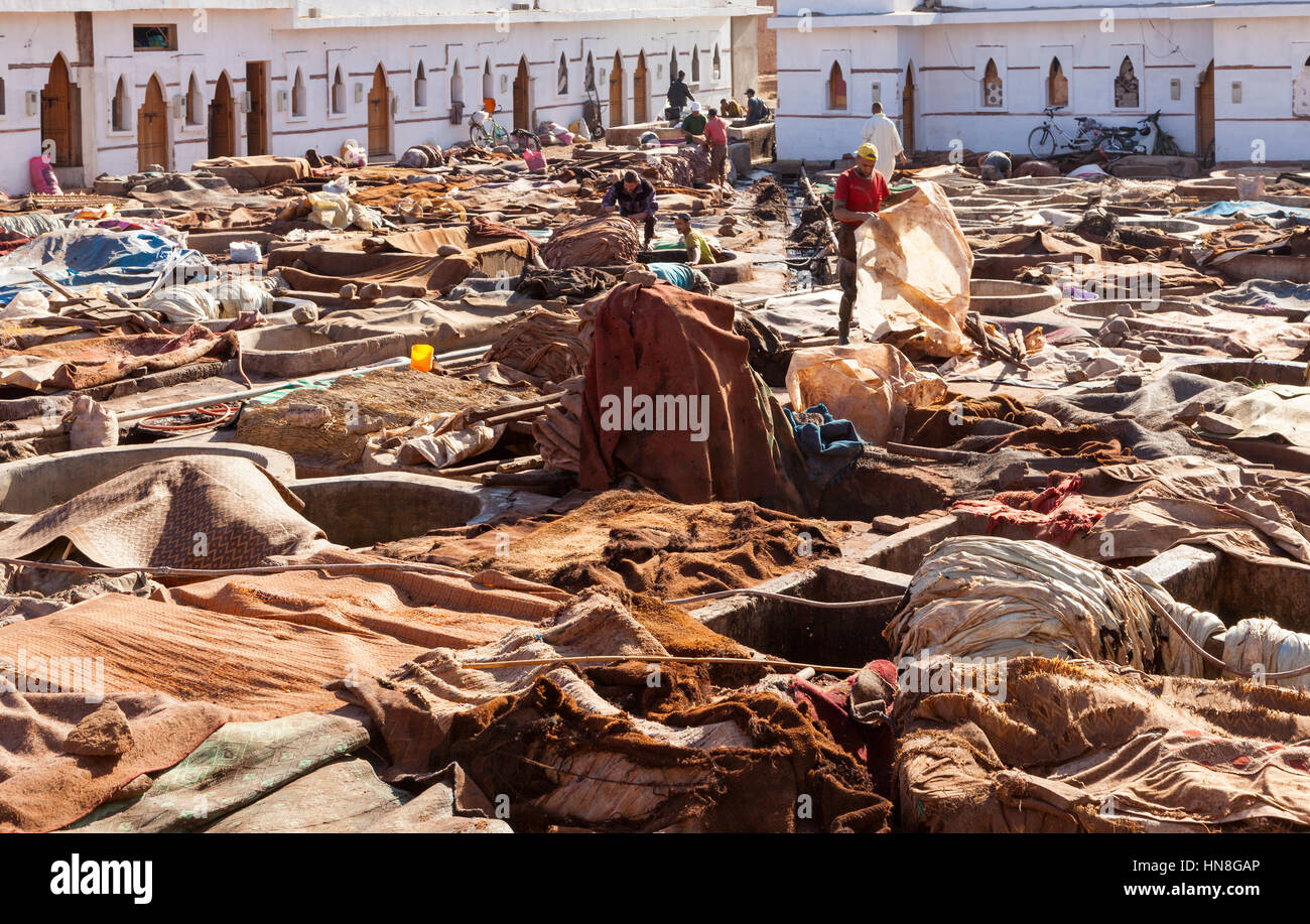 Marrakesh, Morocco - November 9, 2015: Workers at the large tannery cooperative of marrakesh handling cow, goat and camel hides. Stock Photo
