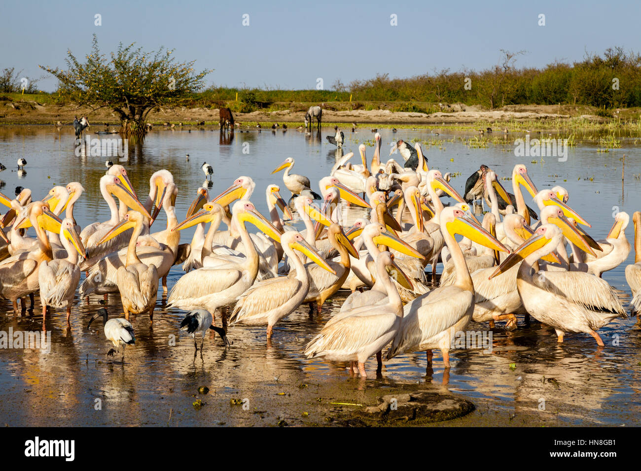 Pelicans On The Lake Shore, Lake Ziway, Ethiopia Stock Photo