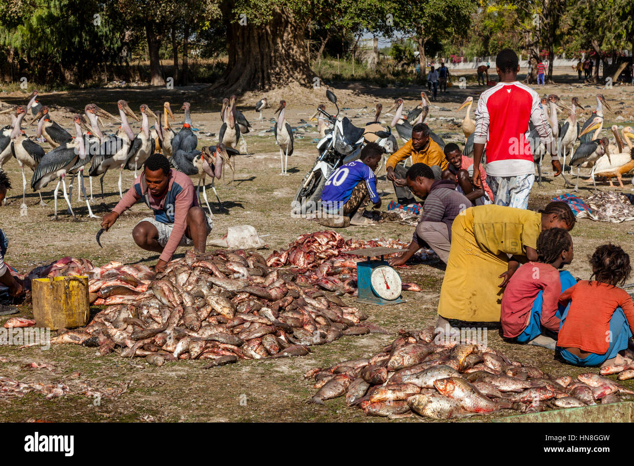 Local People Gutting, Filleting and Weighing Fish, Lake Ziway, Ethiopia Stock Photo