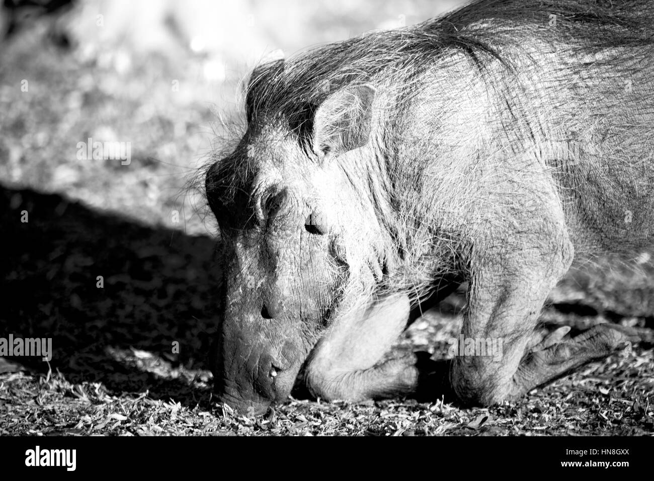 blur in south africa   kruger  wildlife    nature  reserve and  wild  warthog Stock Photo