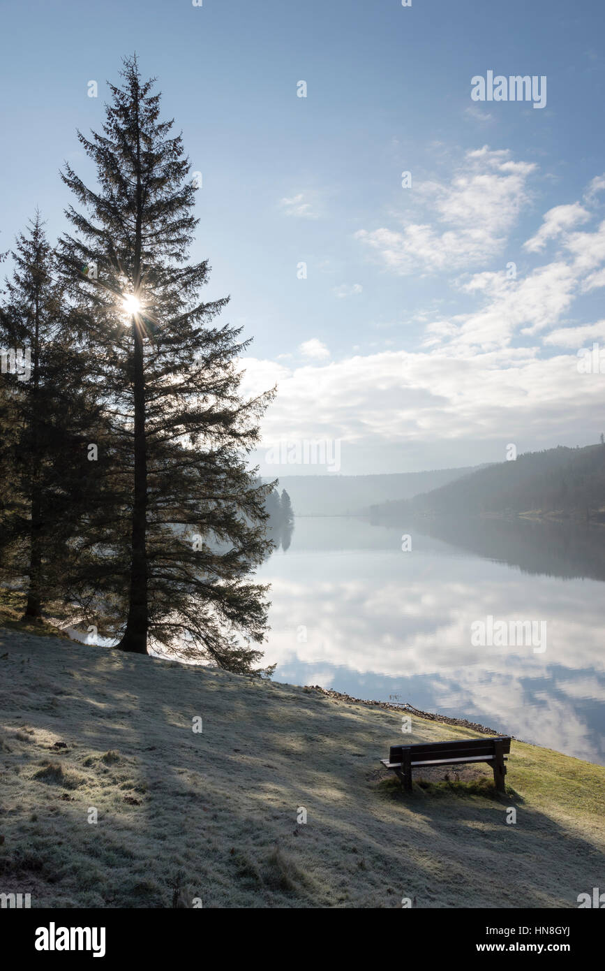 Bench and forest tree beside the still water of Derwent reservoir, Derbyshire on a beautiful winter morning Stock Photo
