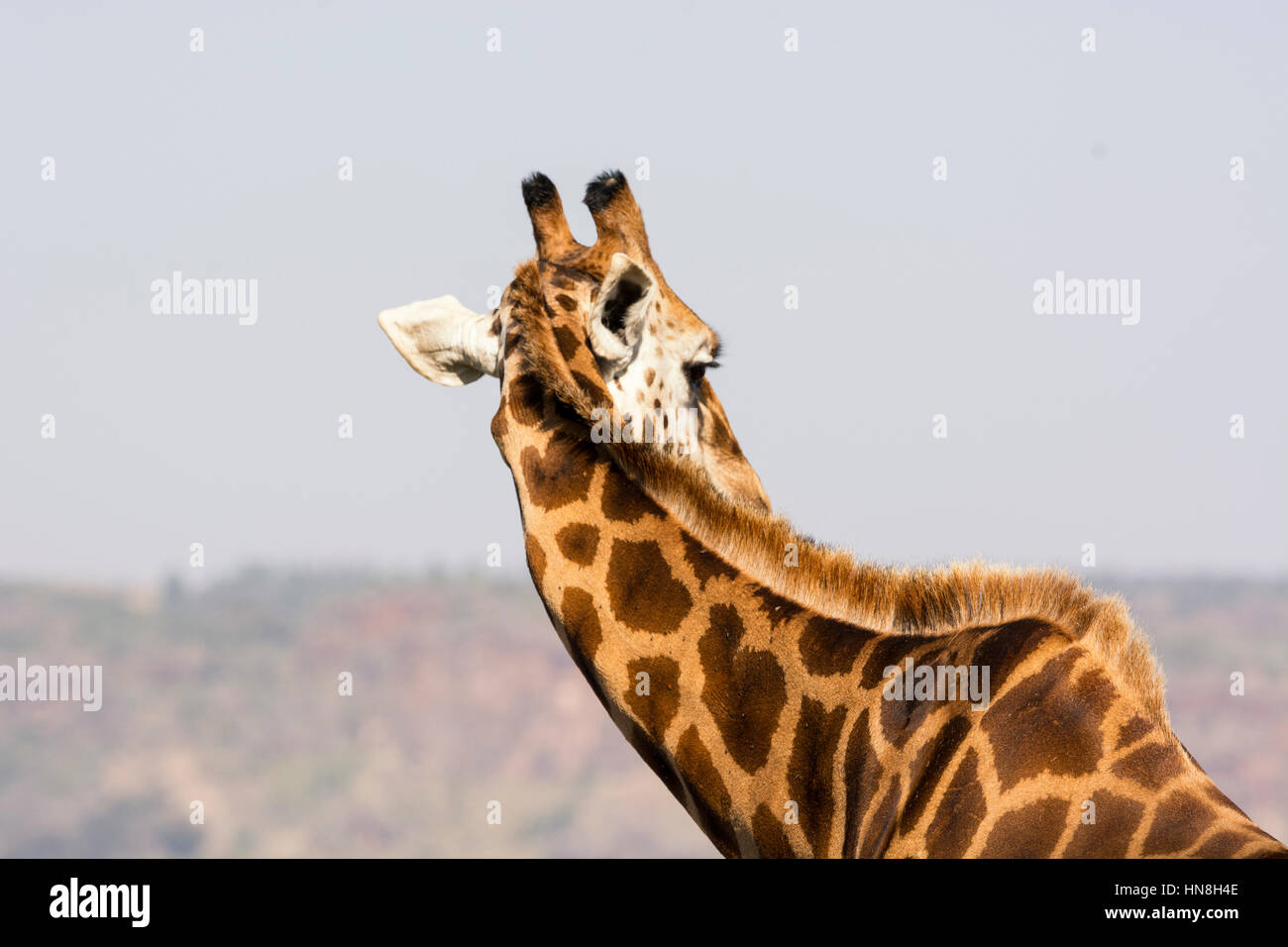 Rear view of the neck and mane of a Rothschild Giraffe, Giraffe camelopardalis rothchild, Nakuru National Park, Kenya, Africa, Giraffe neck and mane. Stock Photo