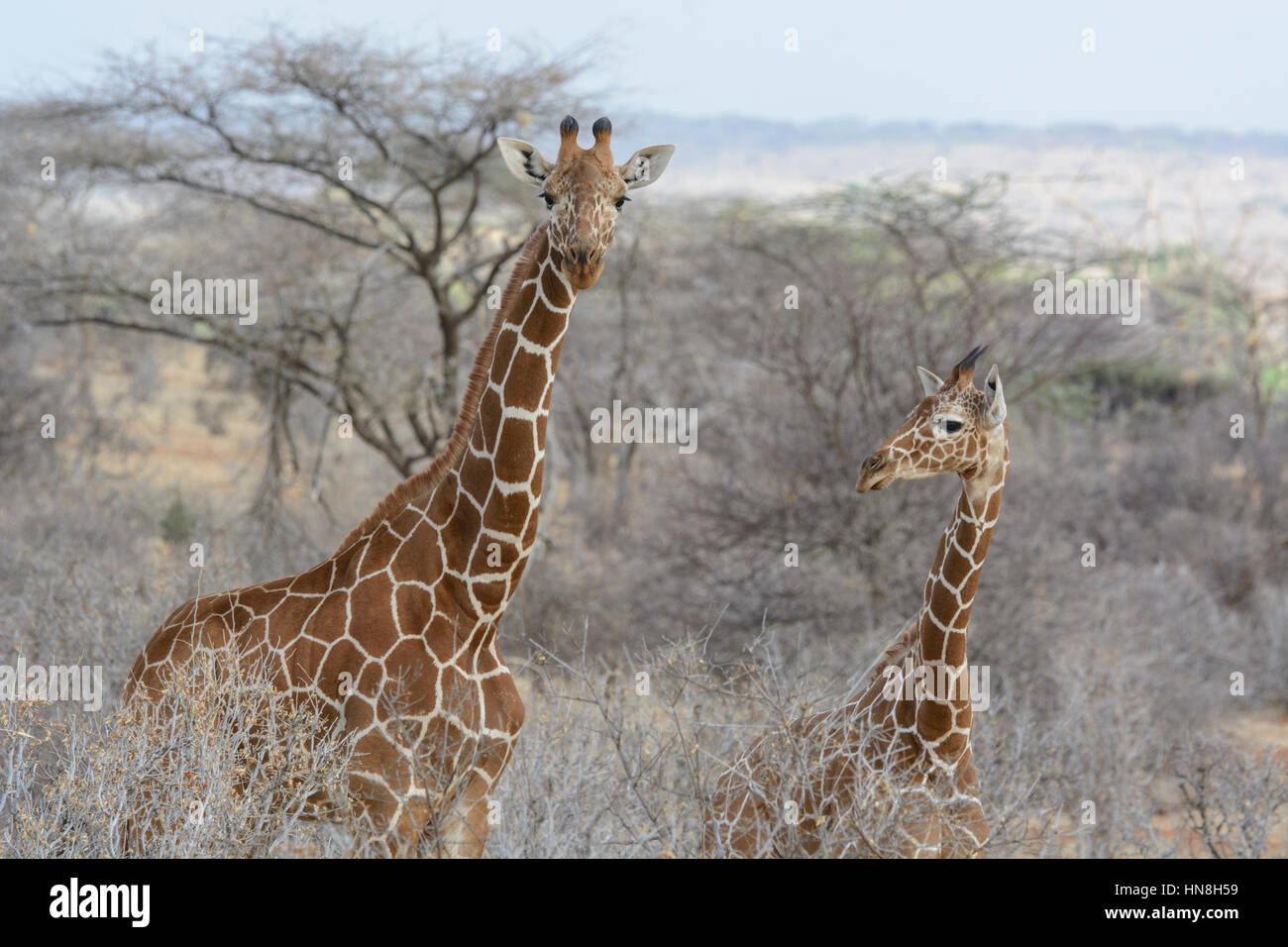 Two Wild Reticulated Giraffes, Giraffa camelopardalis reticulata, Buffalo Springs Game Reserve, Samburu, Kenya, Adult Giraffe and Calf. Stock Photo