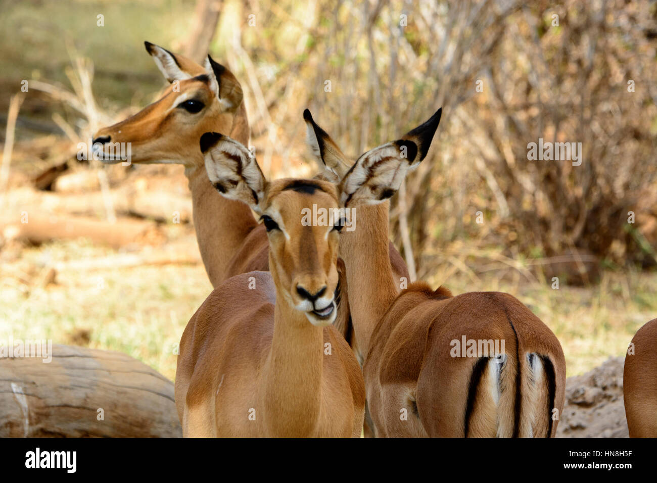 Group of Impalas, Aepyceros melampus, Buffalo Springs Game Reserve, Samburu, Kenya, East Africa Stock Photo