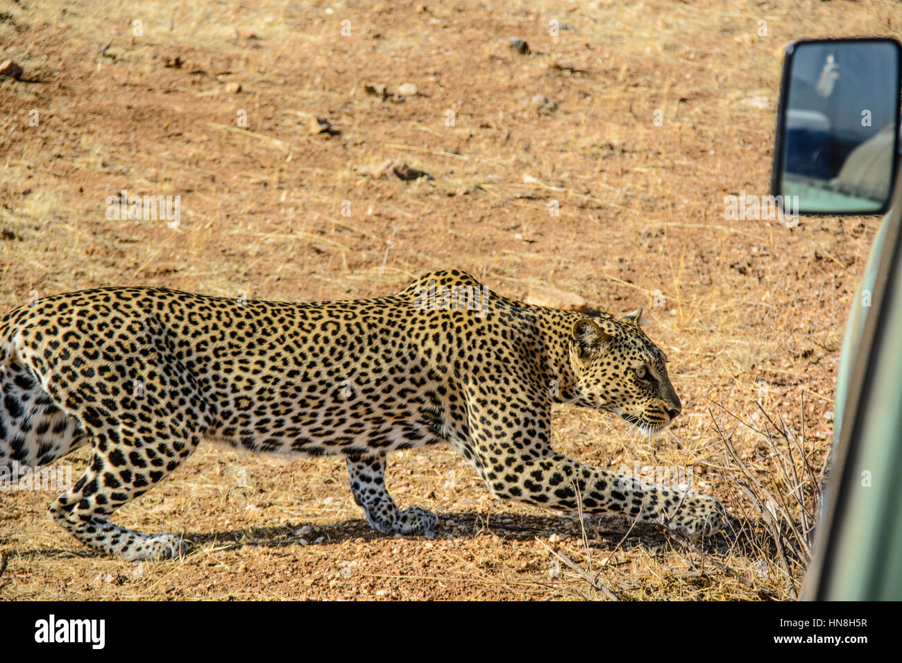 Adult wild African Leopard, Panthera pardus, slinking past a safari vehicle in Samburu, Northern Kenya, Africa, Leopard hunting behavior Stock Photo