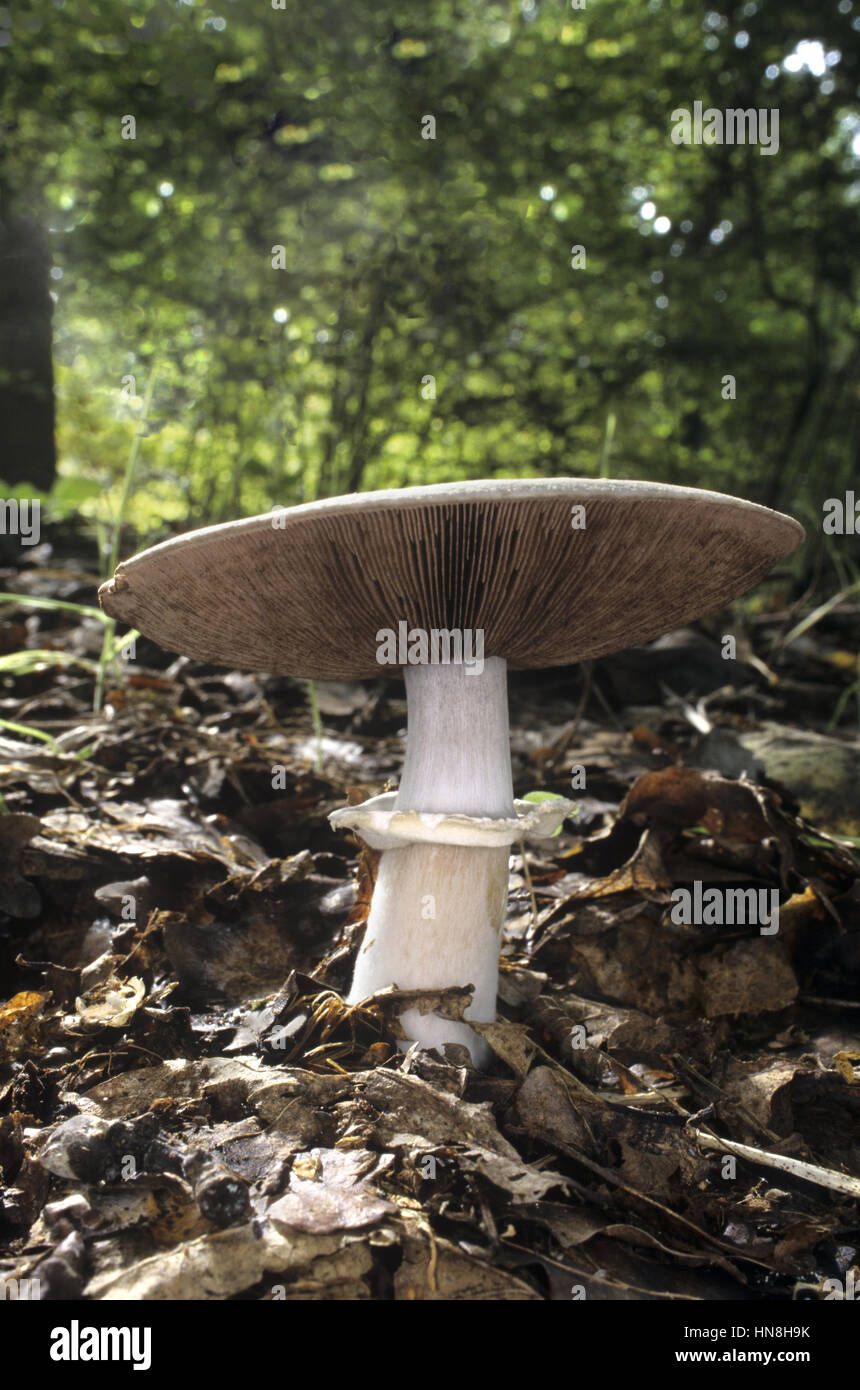 Wood Mushroom - Agaricus silvicola Stock Photo