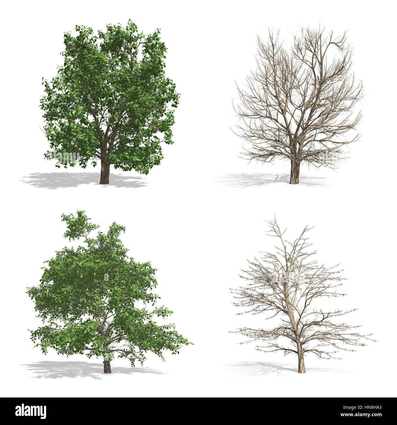 Stewartia Trees, Isolated On White Background Stock Photo - Alamy