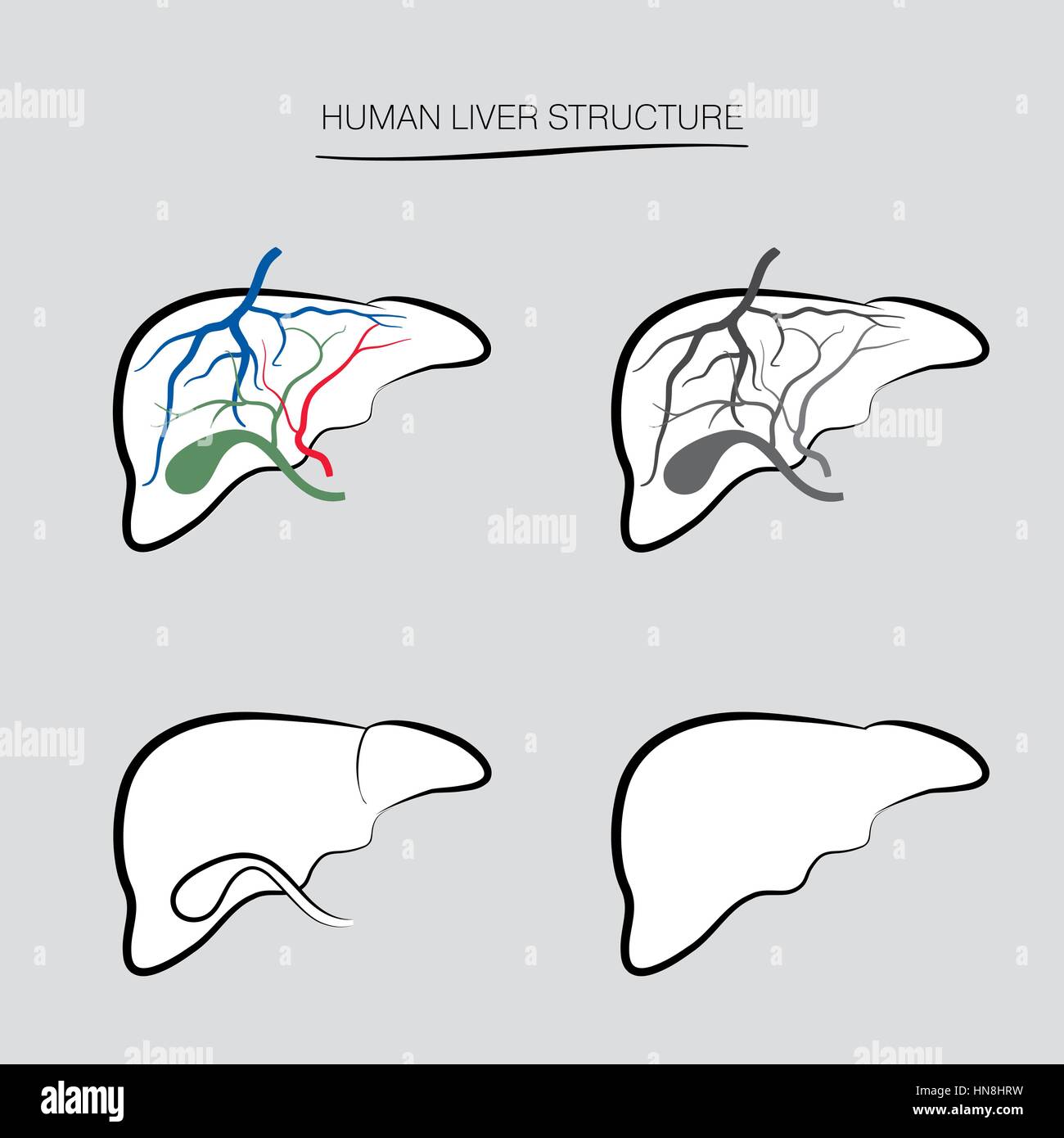 Human liver structure. Human internal organ icons set Stock Vector ...