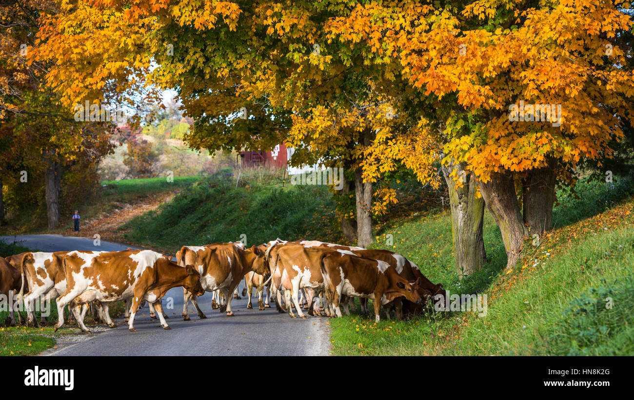 Dairy cows crossing the road with fall foliage color near Charm, Ohio