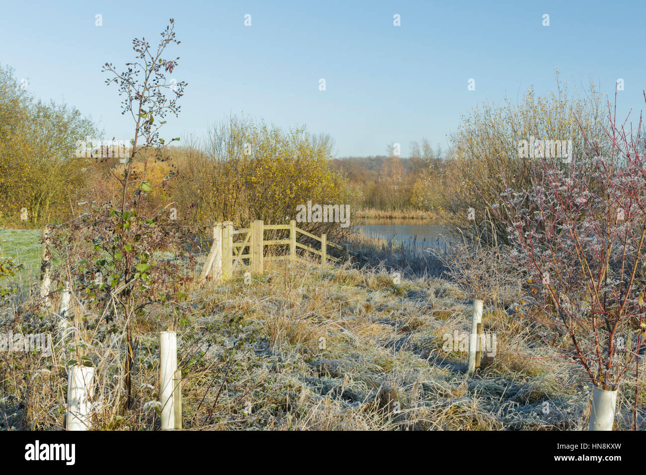 Guelder Rose (Viburnum opulus) and Common Alder (Alnus glutinosa) with tree guard, growing beside frozen pond, in frost, Allerton Bywater, West Yorksh Stock Photo