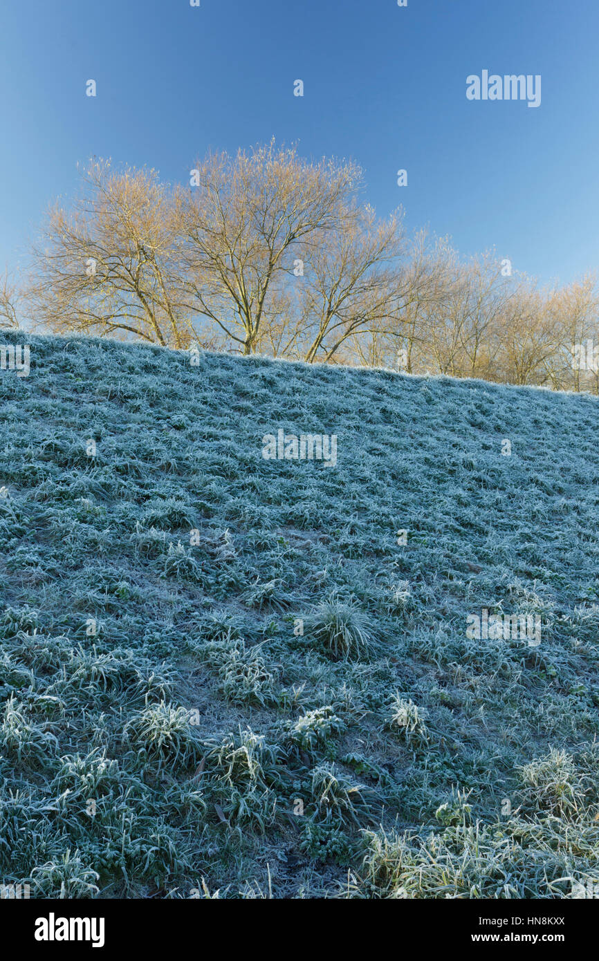 View of frosted grassy bank in shade, with distant trees, by River Aire, Allerton Bywater, England, November Stock Photo