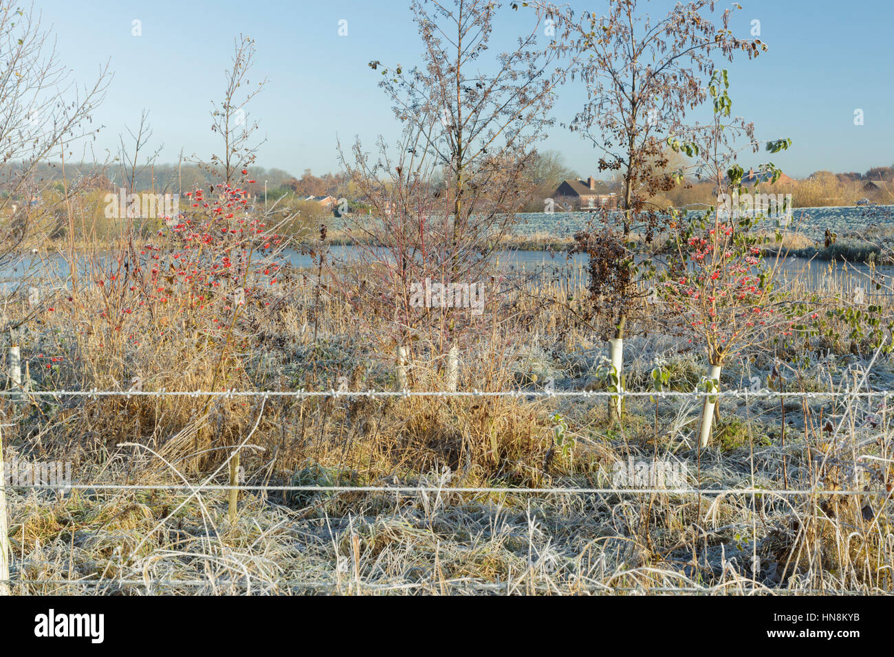 Guelder Rose (Viburnum opulus) and Common Alder (Alnus glutinosa) growing beside frozen pond, in frost, Allerton Bywater, West Yorkshire, England, Nov Stock Photo