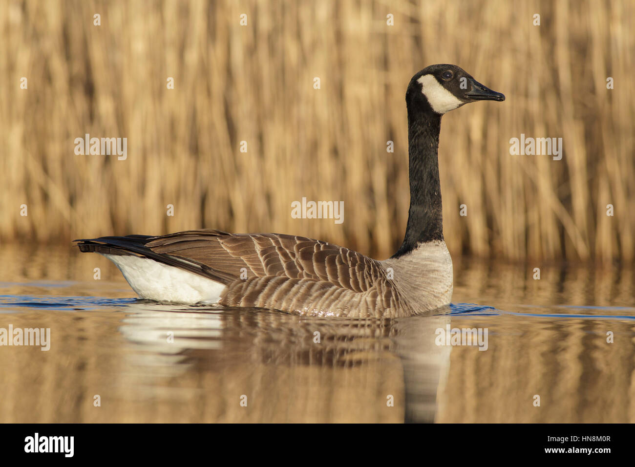 Coal goose hi-res stock photography and images - Alamy