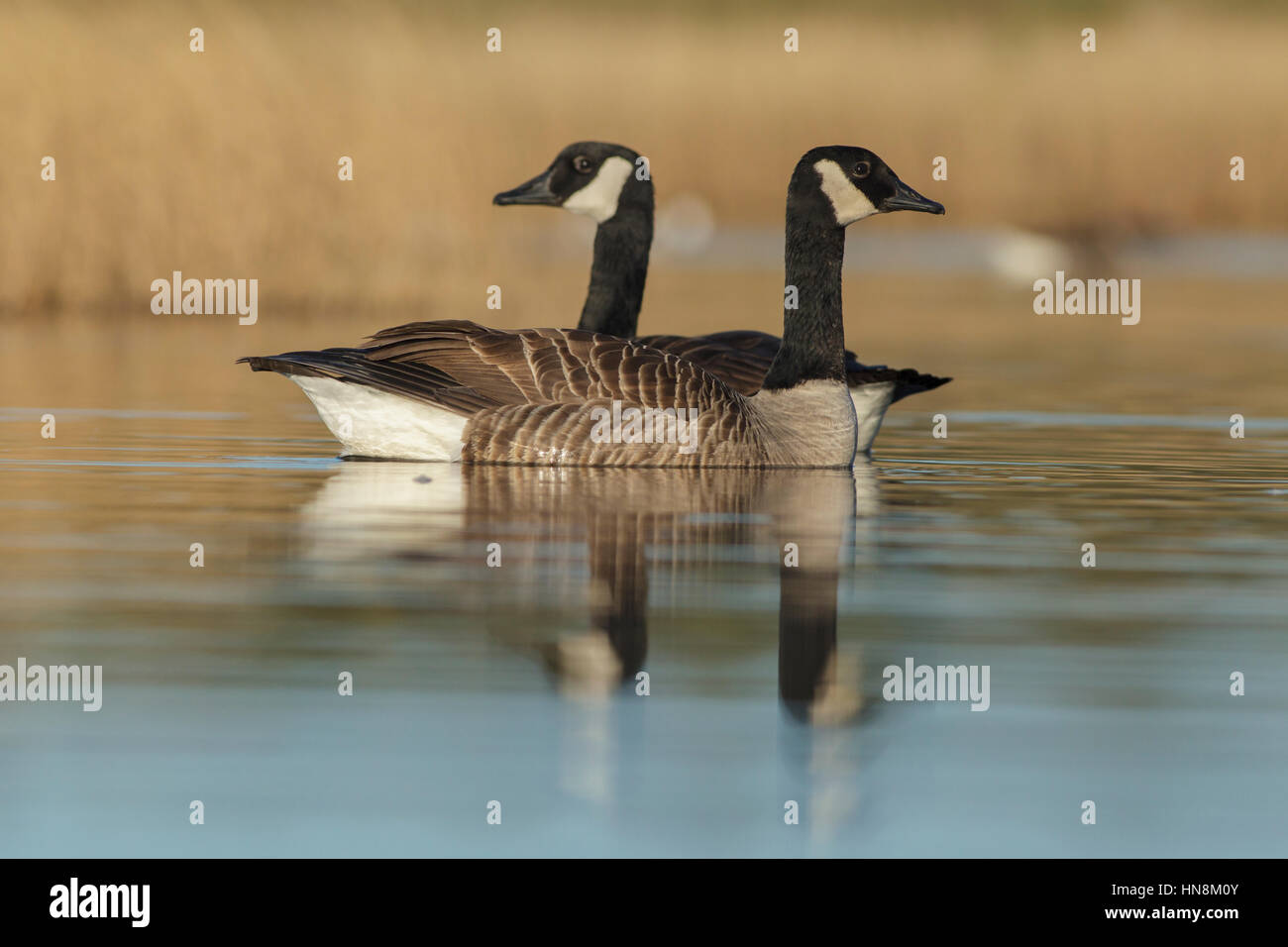 Coal goose hi-res stock photography and images - Alamy