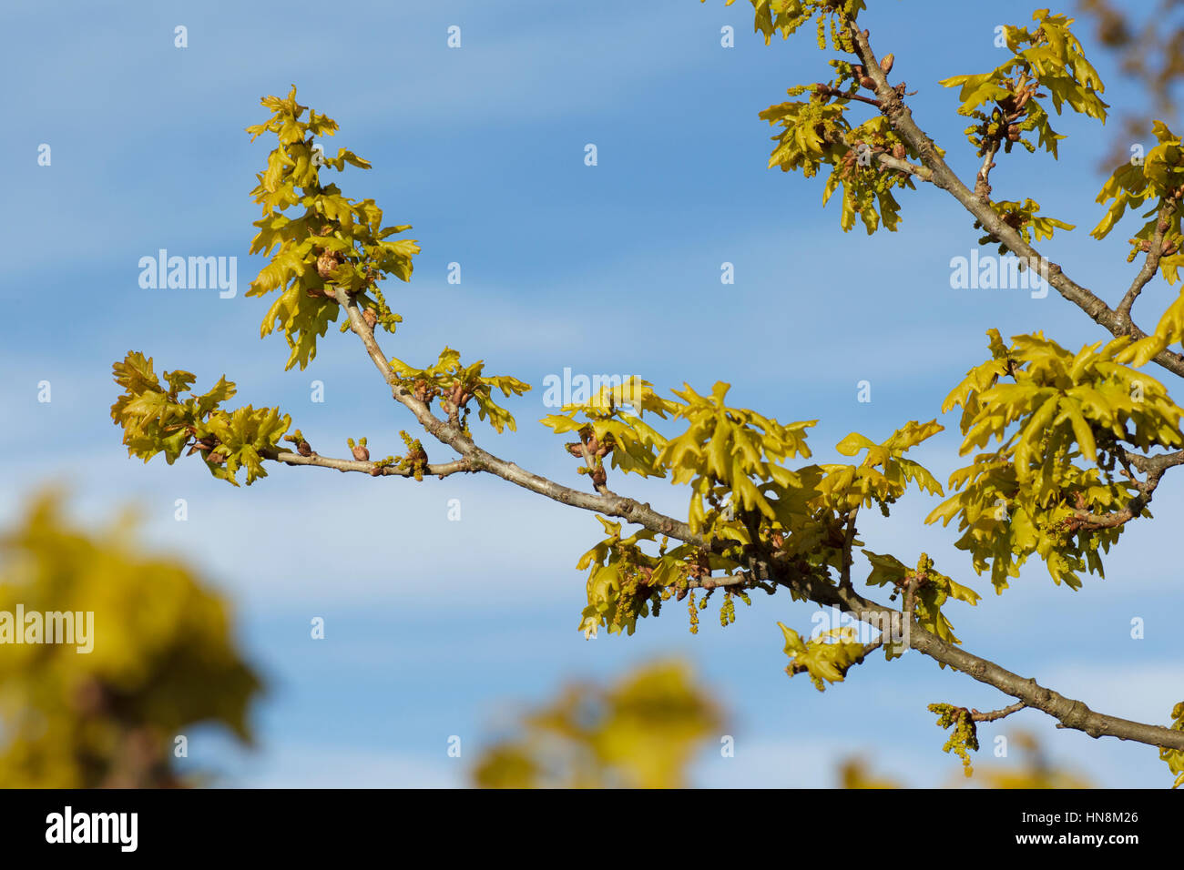 Common Oak (Quercus robur) leaves budding, Letchmire Pastures, West Yorkshire, England, April Stock Photo