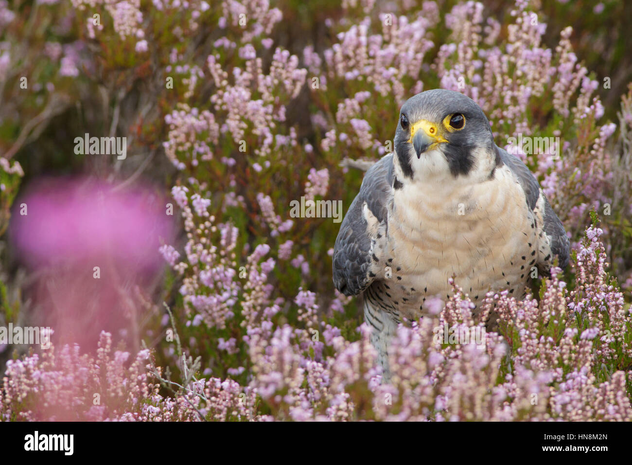 Peregrine falcon uk hires stock photography and images Alamy