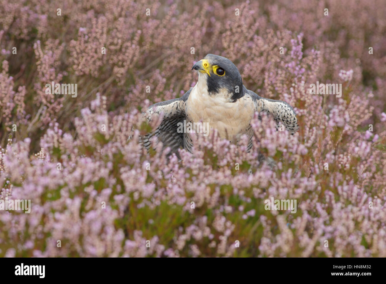 Peregrine Falcon (Falco peregrinus) adult male, standing in heather on