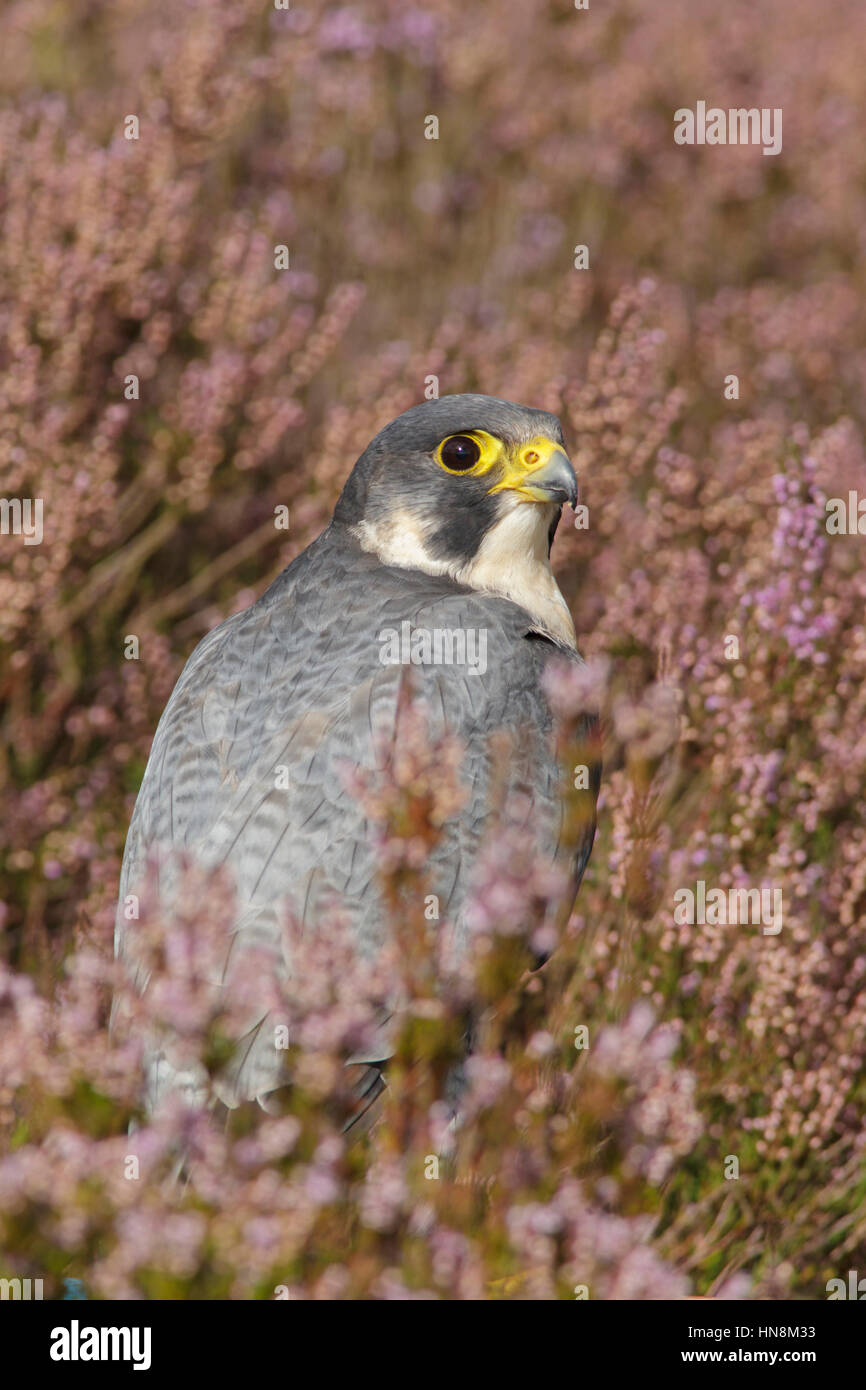 Peregrine Falcon (Falco peregrinus) adult male, standing in heather on