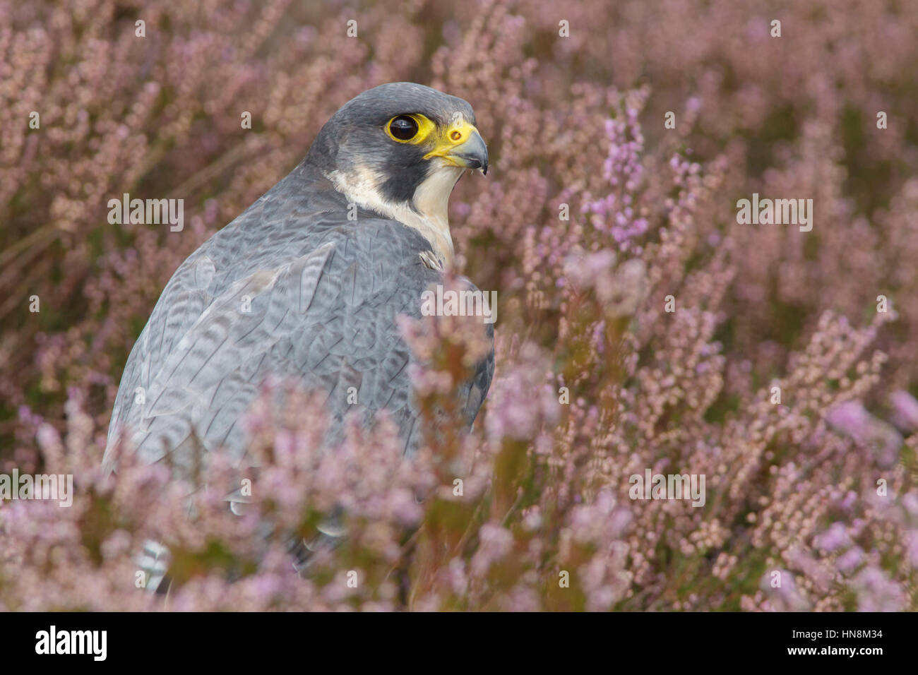 Peregrine Falcon (Falco peregrinus) adult male, standing in heather on