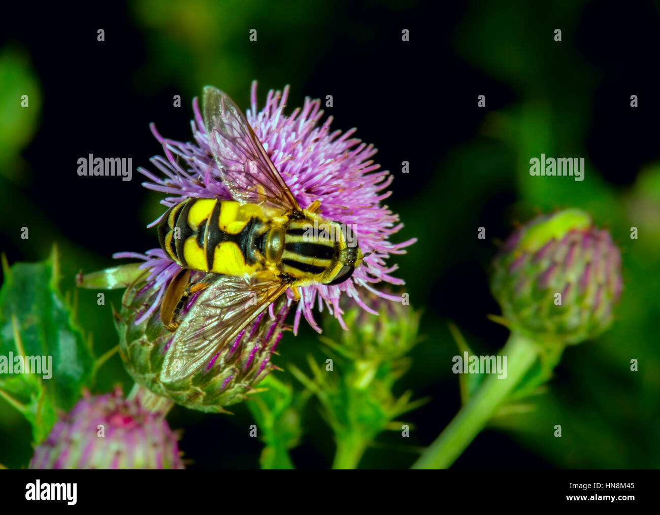 Brightly coloured insects hi-res stock photography and images - Alamy