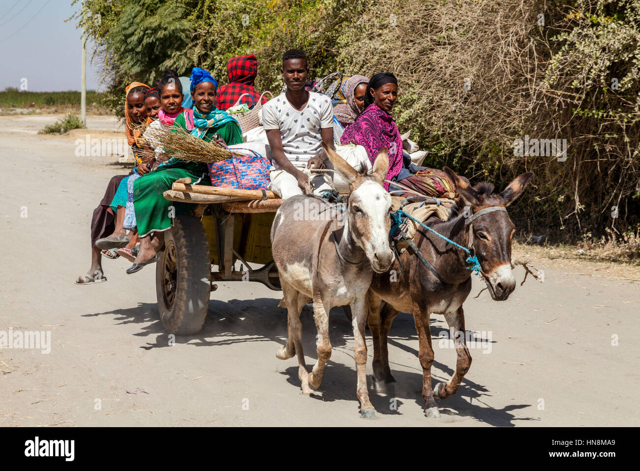 Traditional Donkey and Carriage Transport, Lake Ziway, Ethiopia Stock