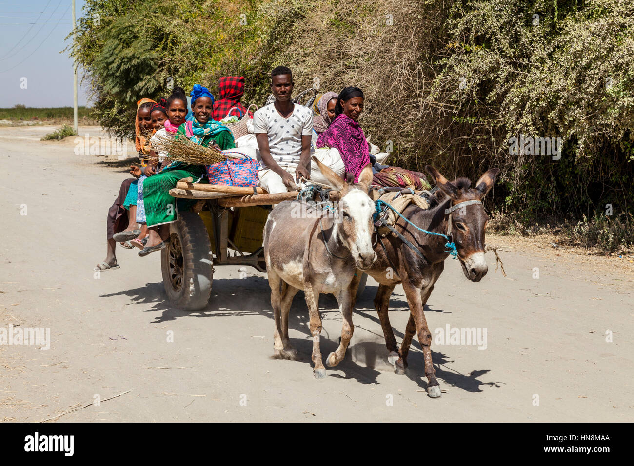 Traditional Donkey and Carriage Transport, Lake Ziway, Ethiopia Stock