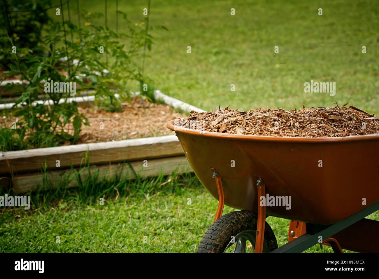 Save  Download Preview     Mulch for garden with tomato plans bed on background Stock Photo