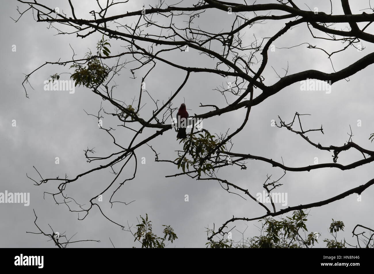 Black and white shot of bird sitting in tree Australia Stock Photo