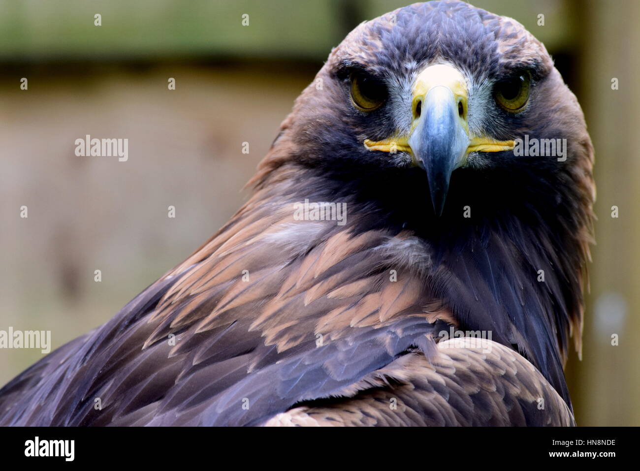 Loch Lomond Bird of Prey Centre - Loch Lomond