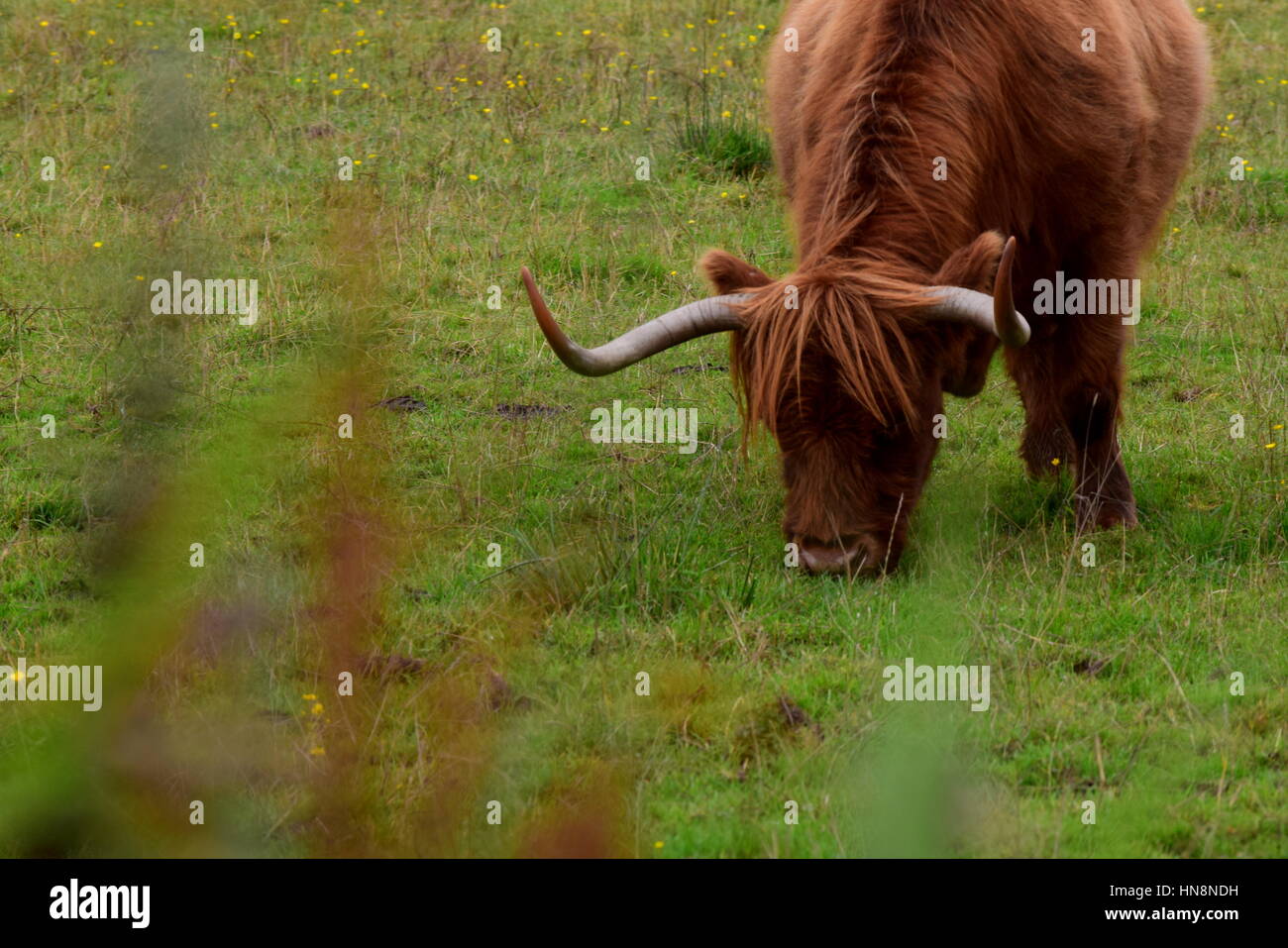 Highland Cow in the Scottish Highlands Stock Photo - Alamy