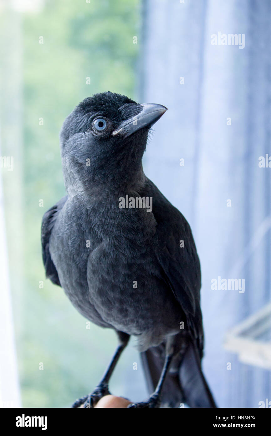 handmade bird jackdaw close up, not afraid of people Stock Photo Alamy