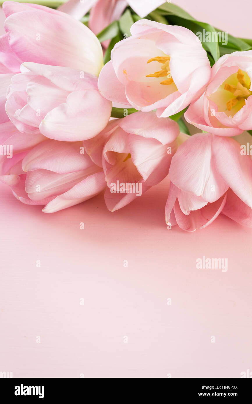 Light pink tulips on a pink background Stock Photo - Alamy