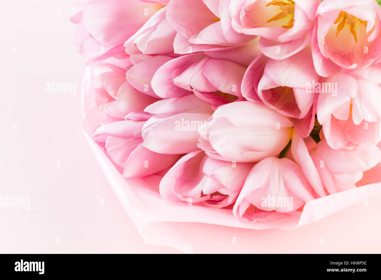 Light pink tulips on a pink background Stock Photo - Alamy