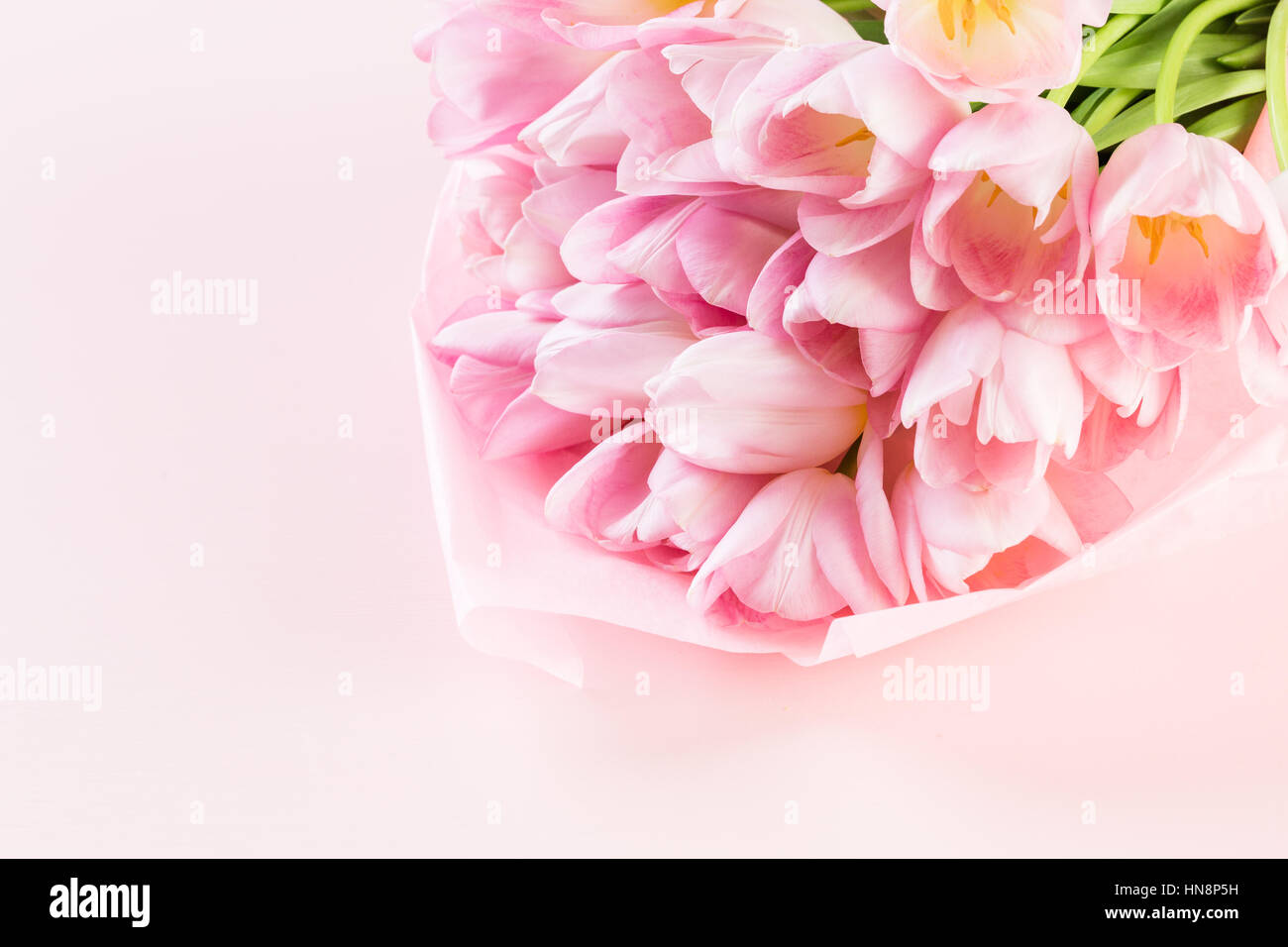 Light pink tulips on a pink background Stock Photo - Alamy