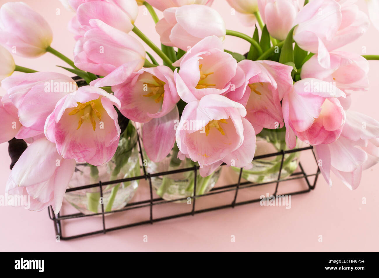 Light pink tulips on a pink background Stock Photo - Alamy
