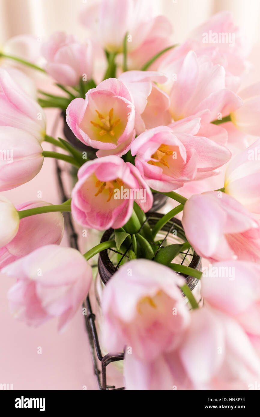 Light pink tulips on a pink background Stock Photo - Alamy