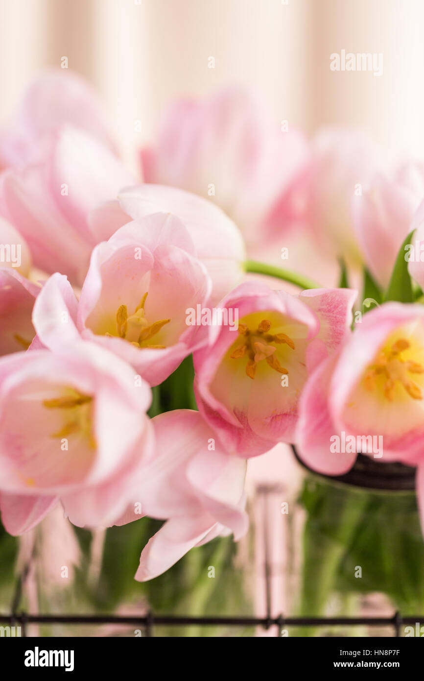 Light pink tulips on a pink background Stock Photo - Alamy