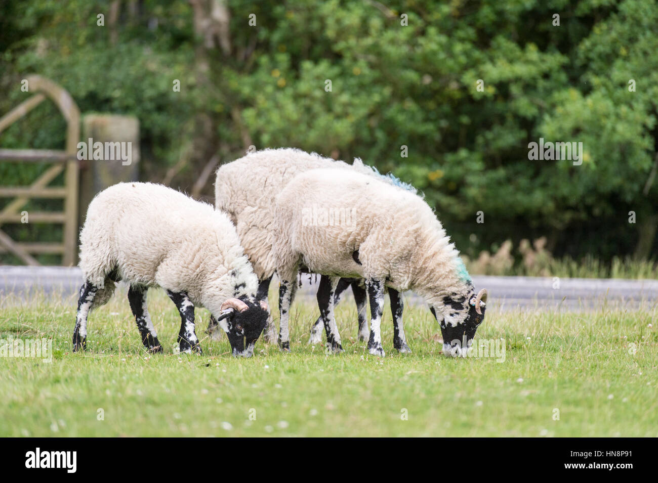 UK, England, Yorkshire - sheep roam and graze on grass at a dairy farm in Goathland Stock Photo