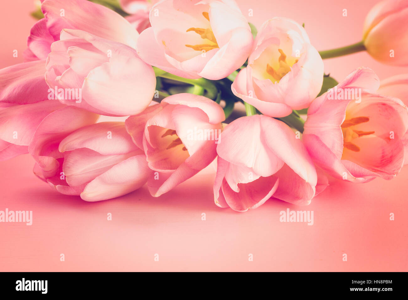 Light pink tulips on a pink background Stock Photo - Alamy