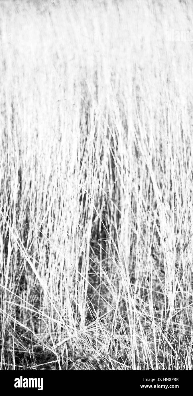 blur in  south africa  abstract grass like background texture Stock Photo