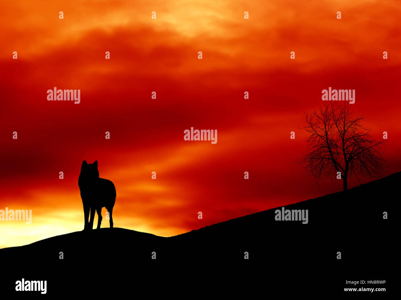 lone wolf standing on the crest of a hill with a red sunset sky in background Stock Photo