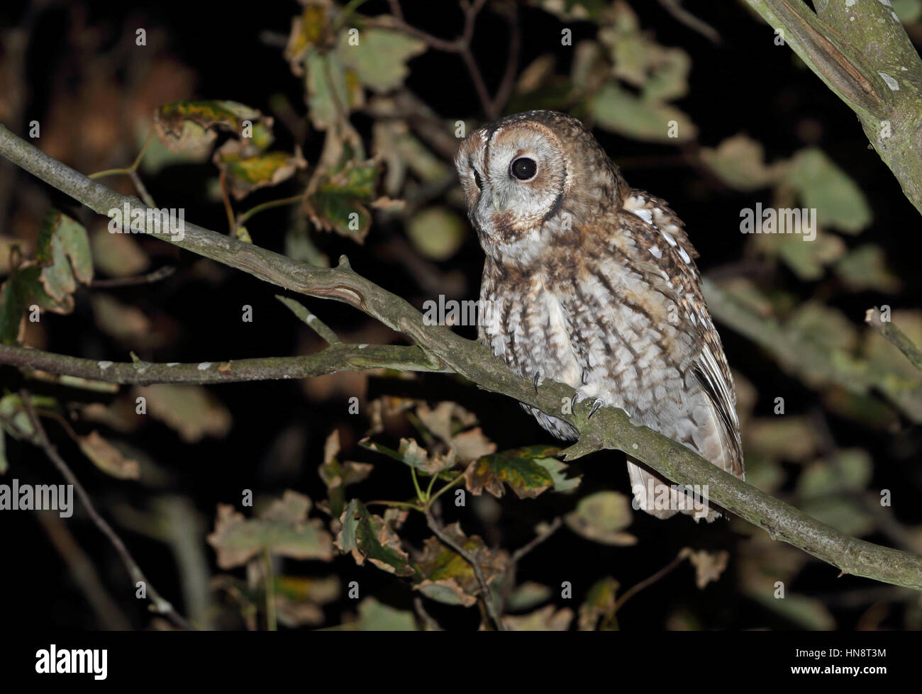 Tawny Owl (Strix aluco sylvatica) adult male perched on branch  Eccles-on-sea, Norfolk      October Stock Photo