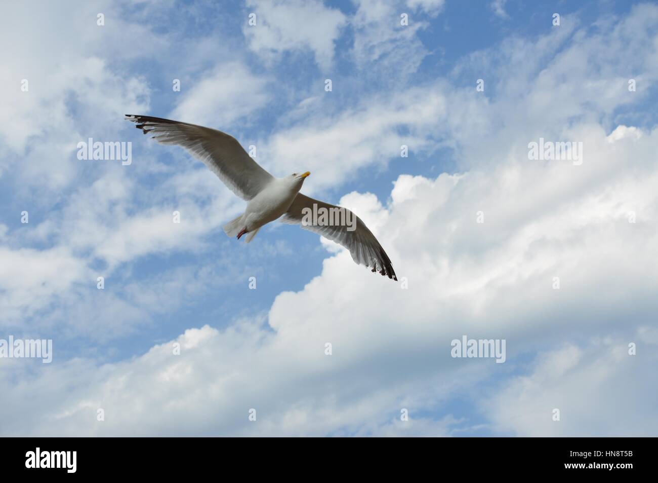 Seagull soaring in blue sky Stock Photo