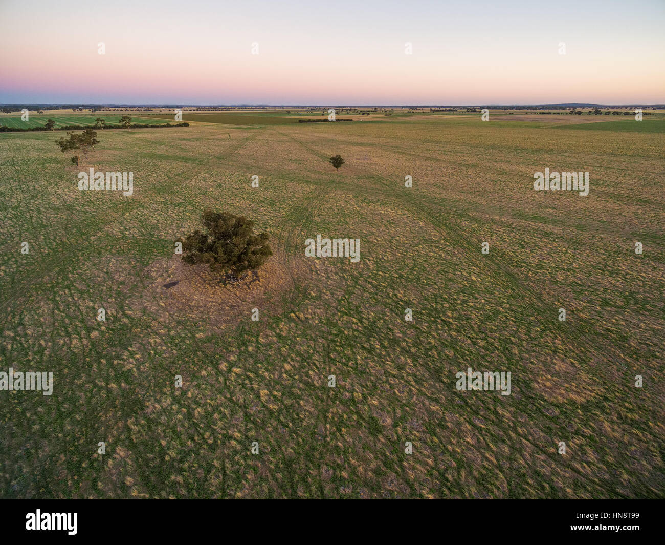 Green pastures with scattered trees at sunset - low aerial view. Stock Photo