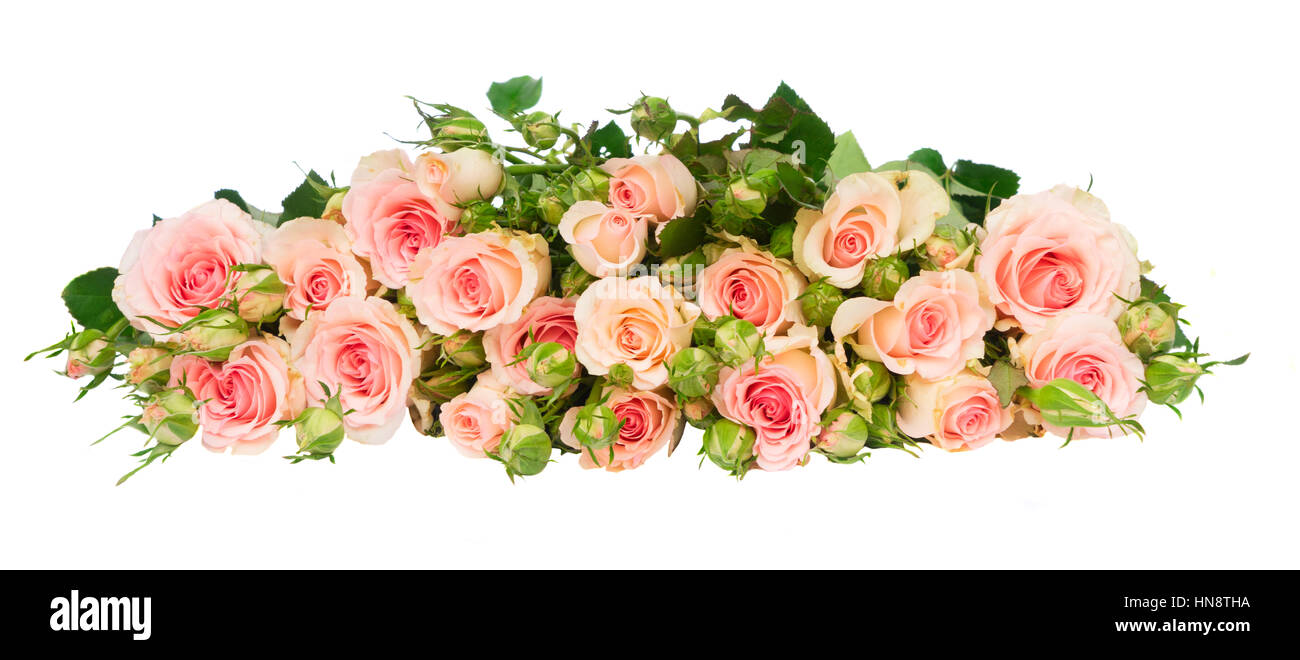 Pink blooming roses buds Cut Out Stock Images & Pictures - Alamy