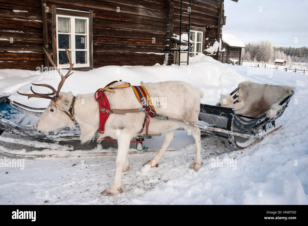 Reindeer Pulling a Sled in Lapland Northern Finland Arctic Circle Stock Photo